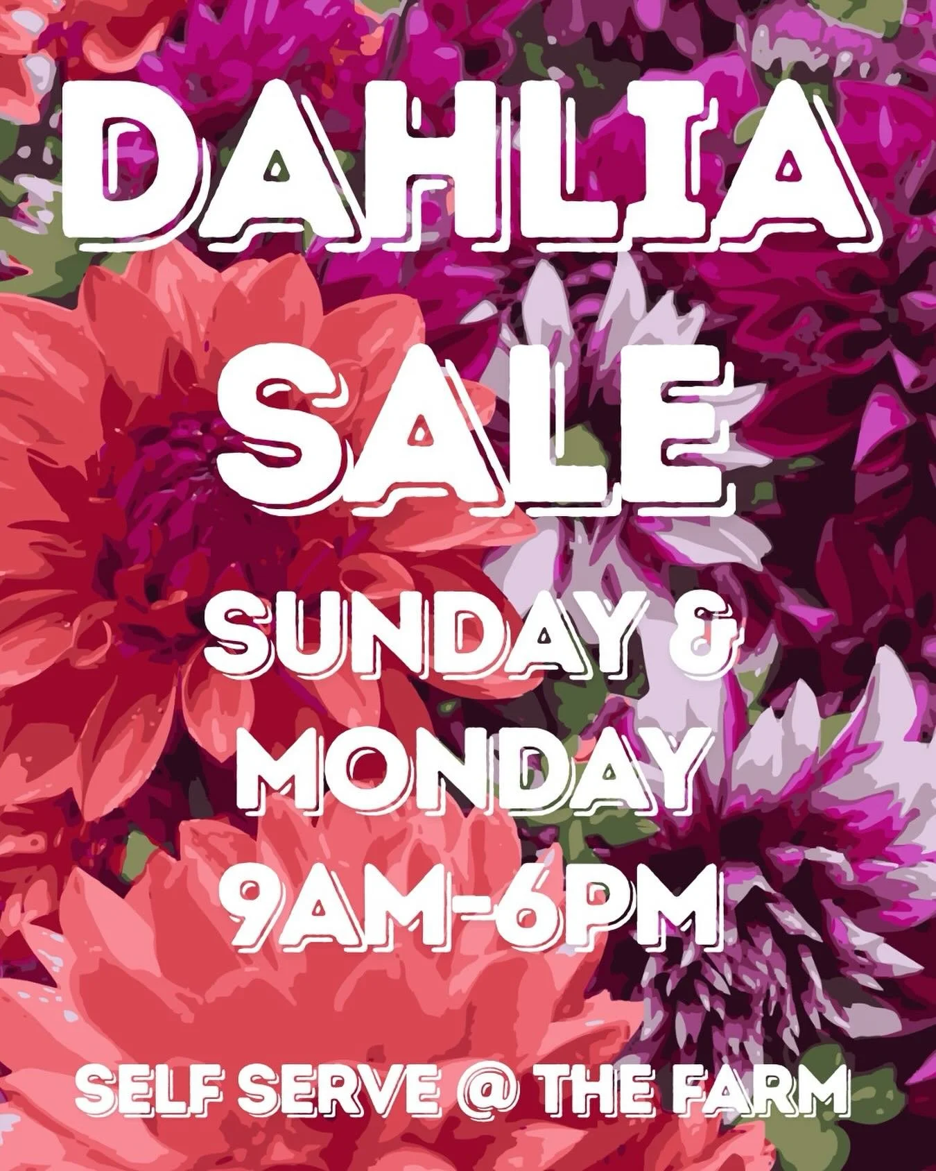 FLASH SALE&mdash; help us empty our cooler and make room for MORE flowers!!! Regularly $20/ bunch swing by the farm and buy 2 for $30 or 4 bunches for $50. Share the love of gorgeous Fall flowers with those you love.

157 Upper State Street. North Ha