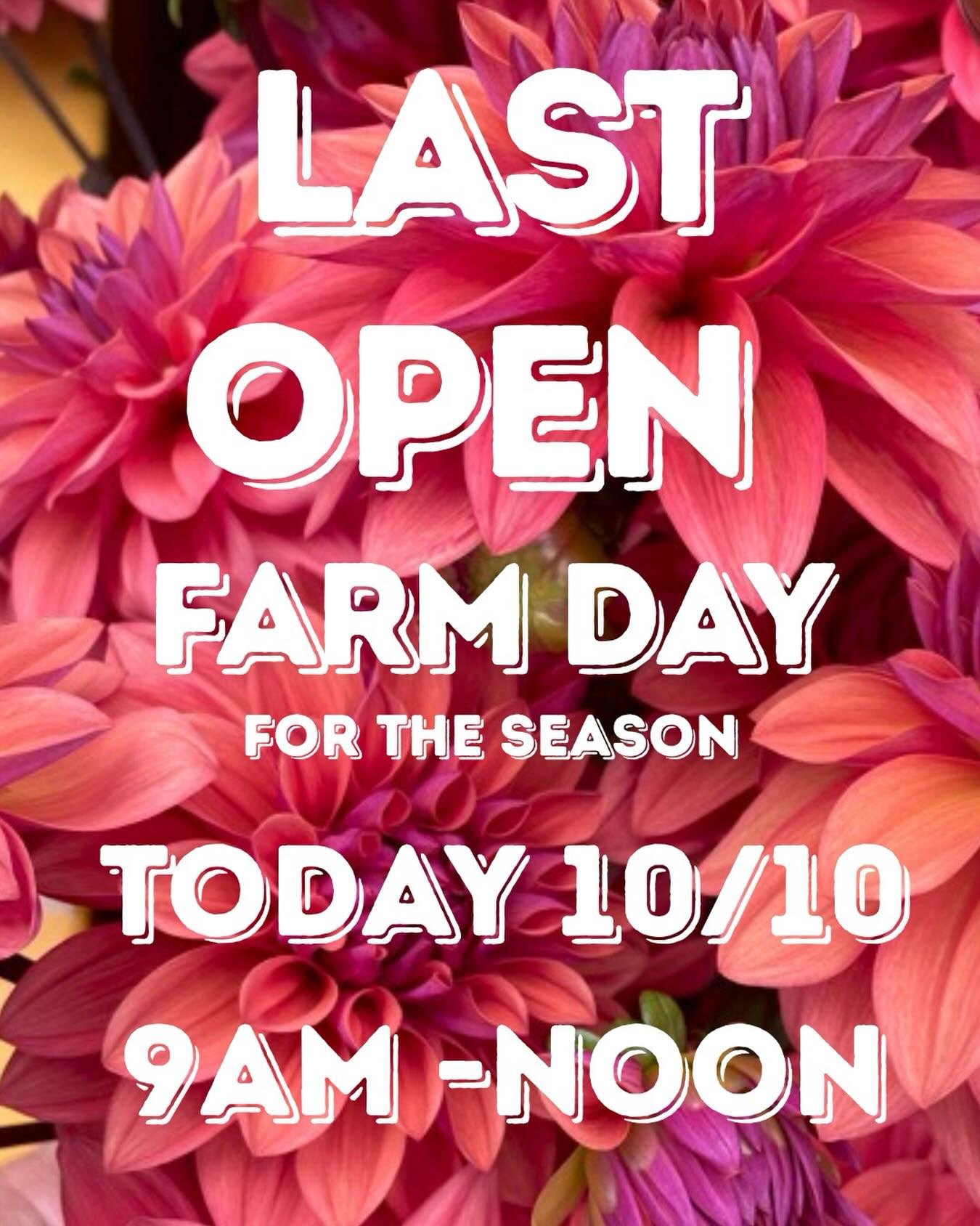 Don&rsquo;t miss our fields of dahlias!! Come see the magic @twomeadowfarm 🌈 ✨ TODAY (Saturday 10/10) 9am-noon 

157 upper state street. North Haven, CT

#northhavenct #newhavencounty #newhavenct #ctgrown #dahliaseason