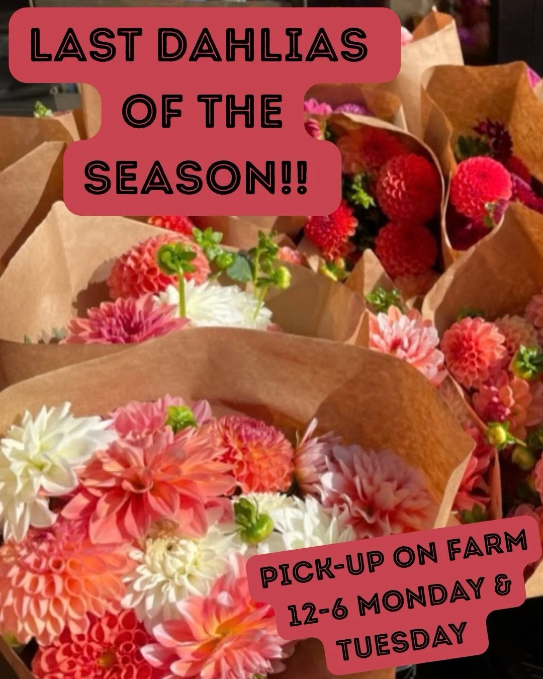 We had a light frost early Sunday so our season is coming to an end! Don&rsquo;t miss the last flowers of our season. For sale on the farm until they sell out! 
Monday &amp; Tieafay 12-6pm 
157 upper state street in the flower studio @twomeadowfarm 
