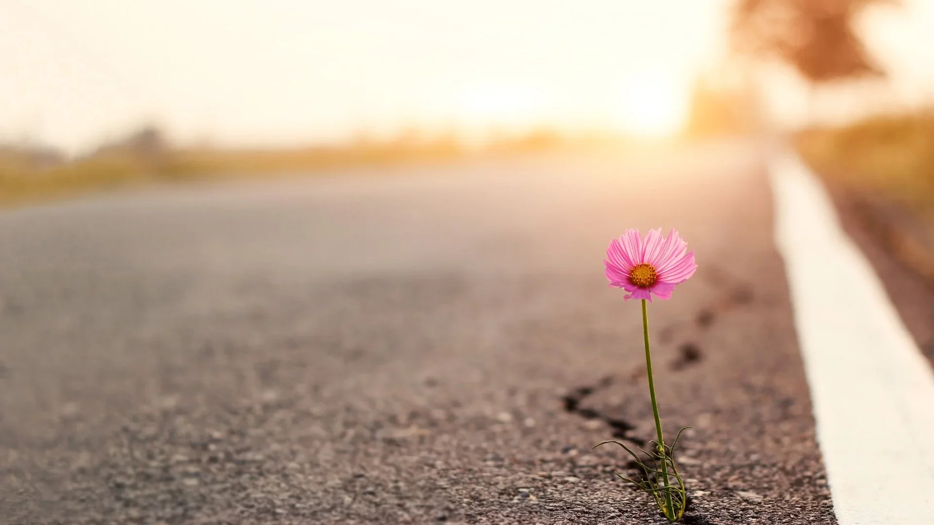 The Myth of Resilience