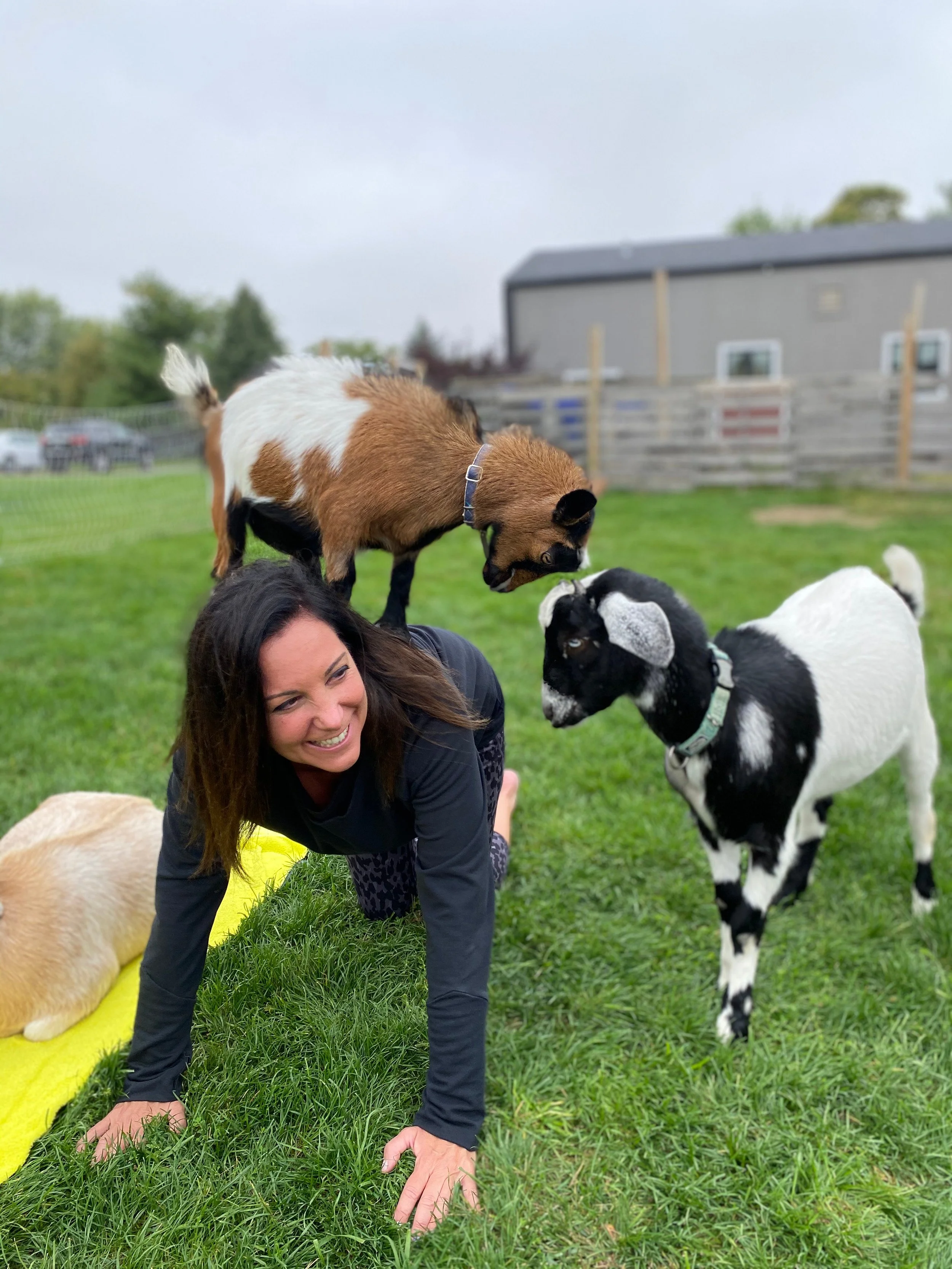 Goat Yoga