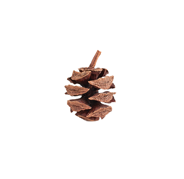 Life Mastery Assessment