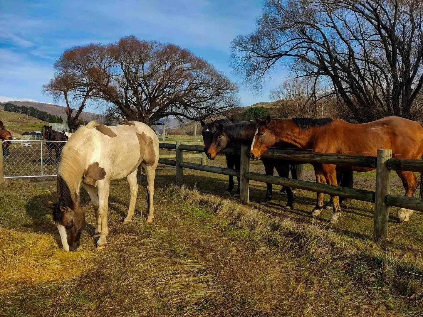 Newest addition making new friends, Blue 🥹✨