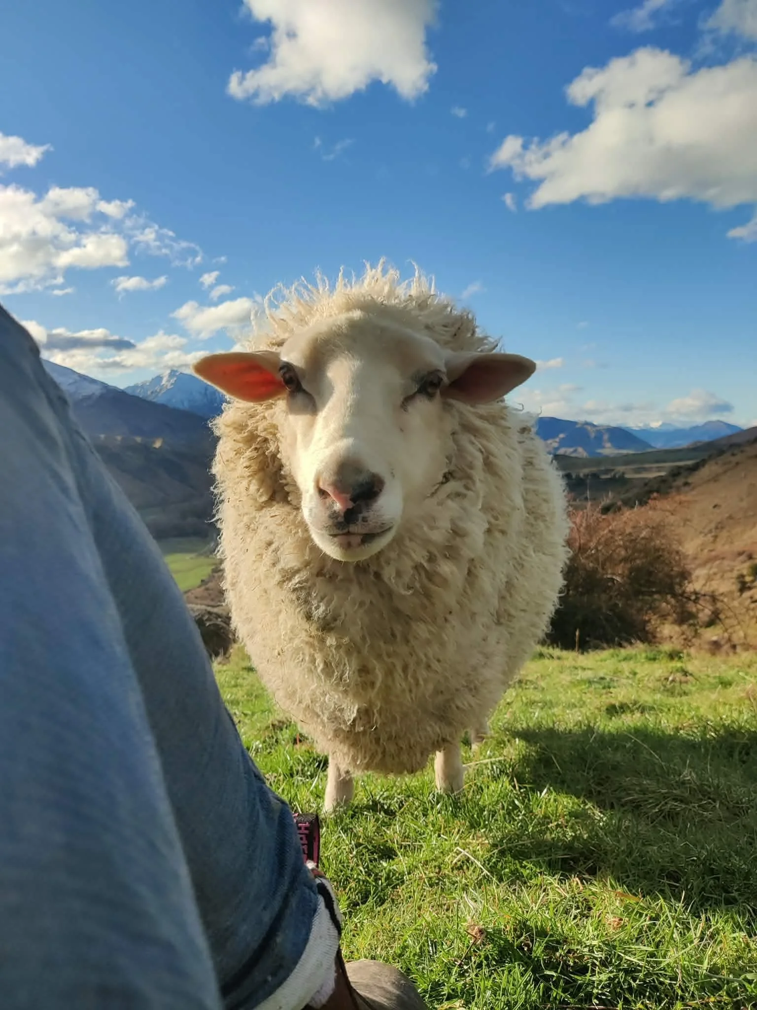 come and meet the animals