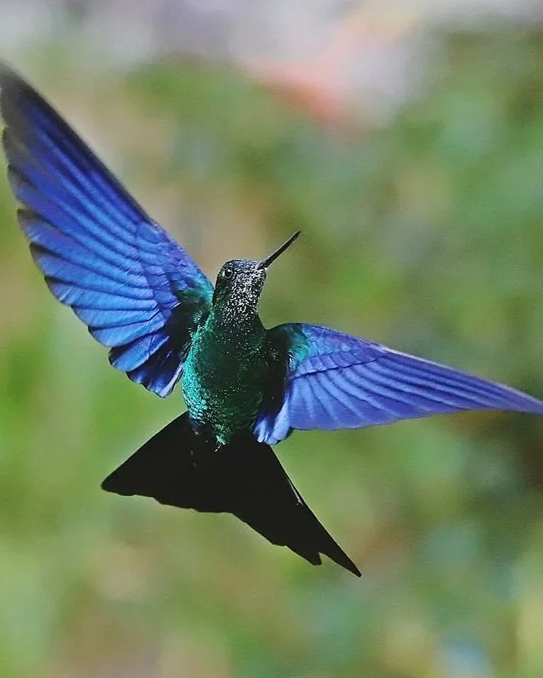 Intereoceanica Road Birding Tour