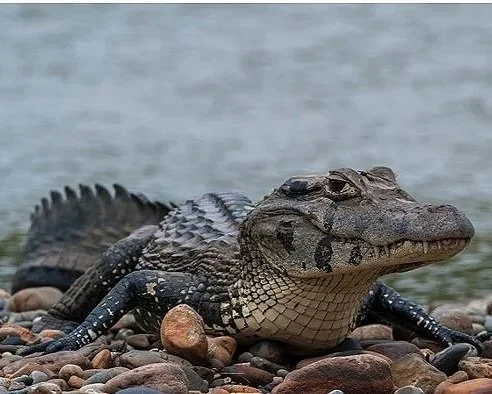 Manu Wildlife Center