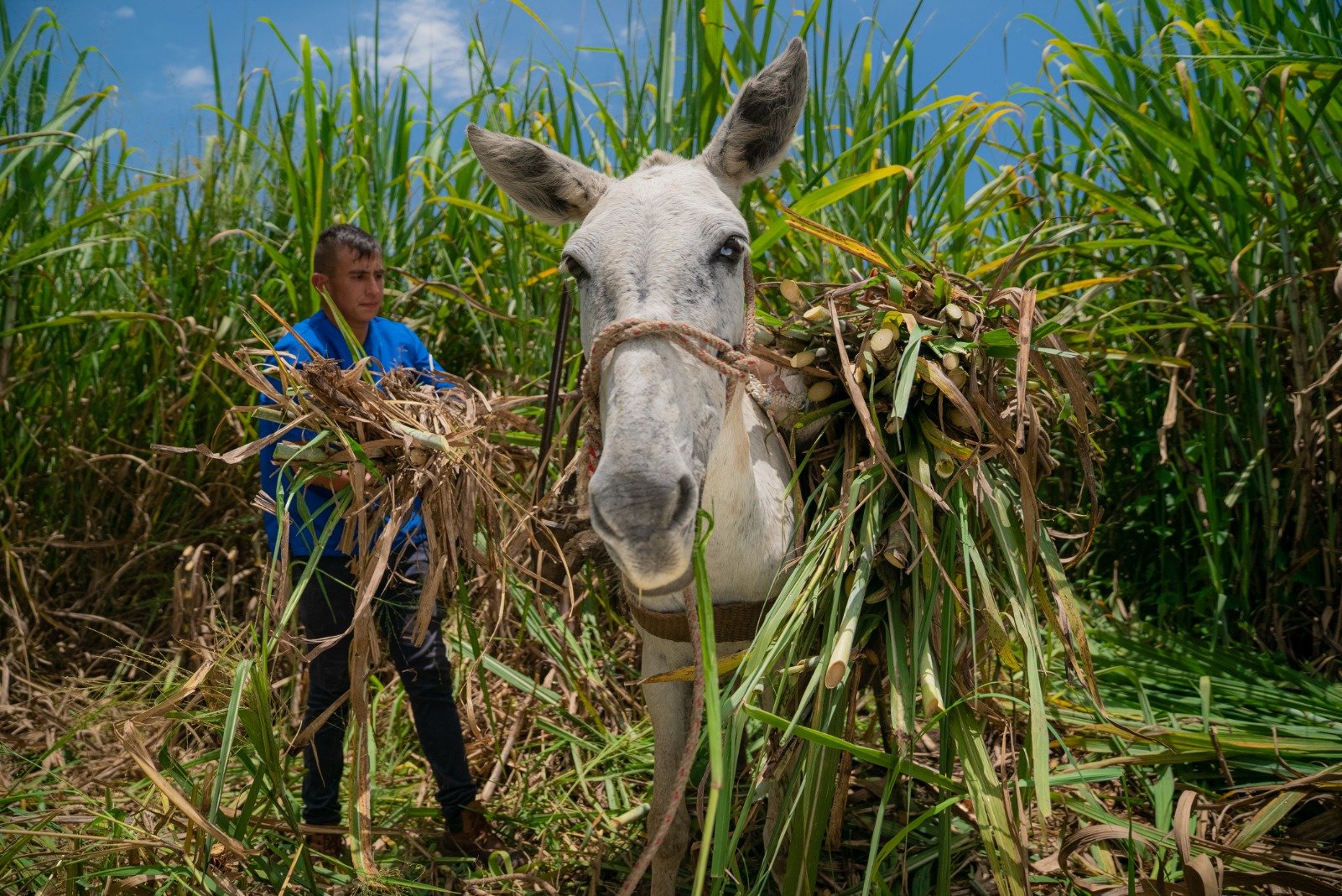 Panela. San José de Pare, Colombia.jpeg