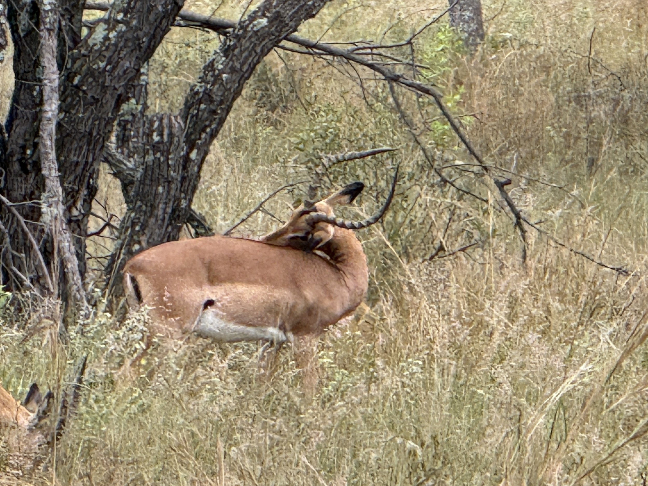 IMG_4236.JPG