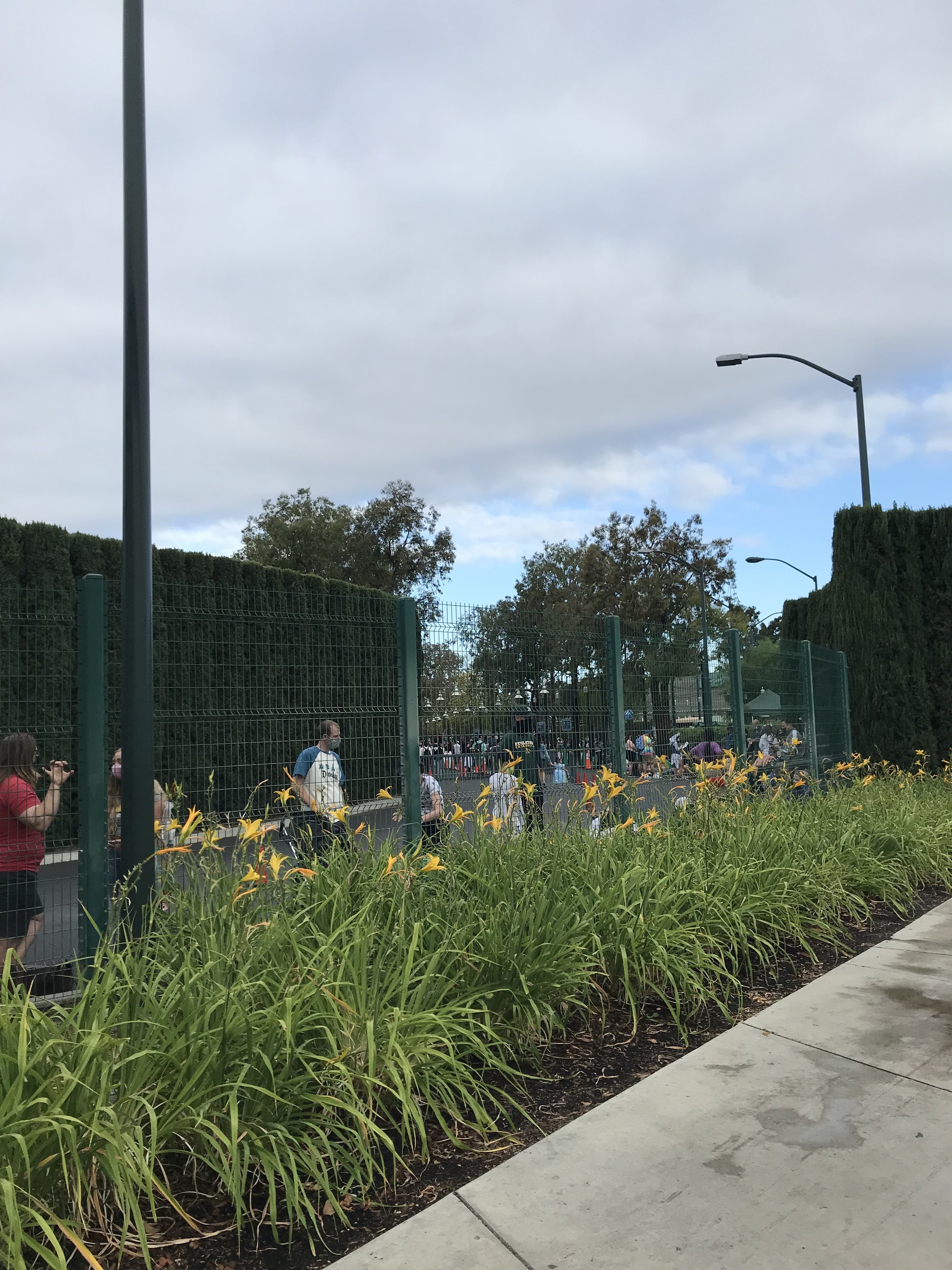  View of a line of people along Harbour Blvd behind a line of bushes 