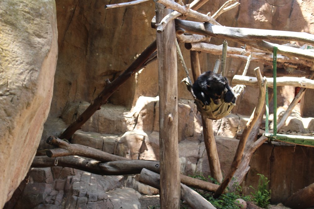  Black bear hanging in a hammock 