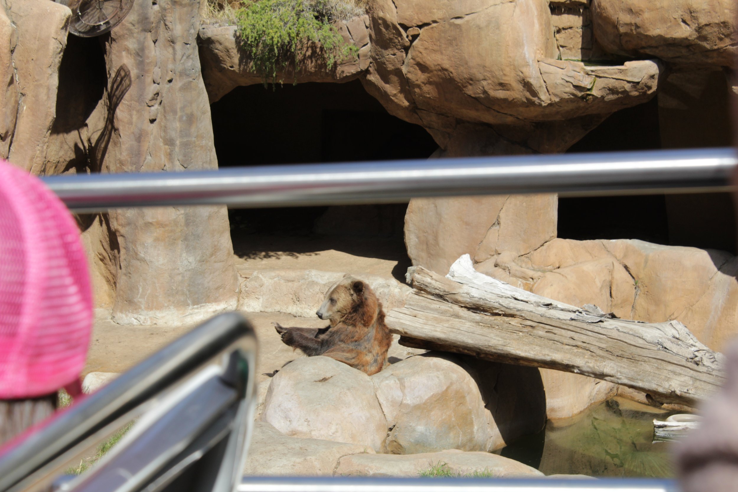  Brown bear scratching its back against a wooden trunk 