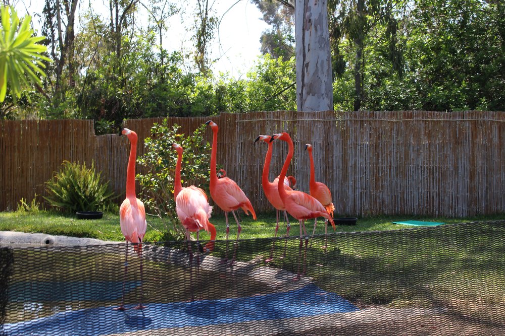  Flamingos 