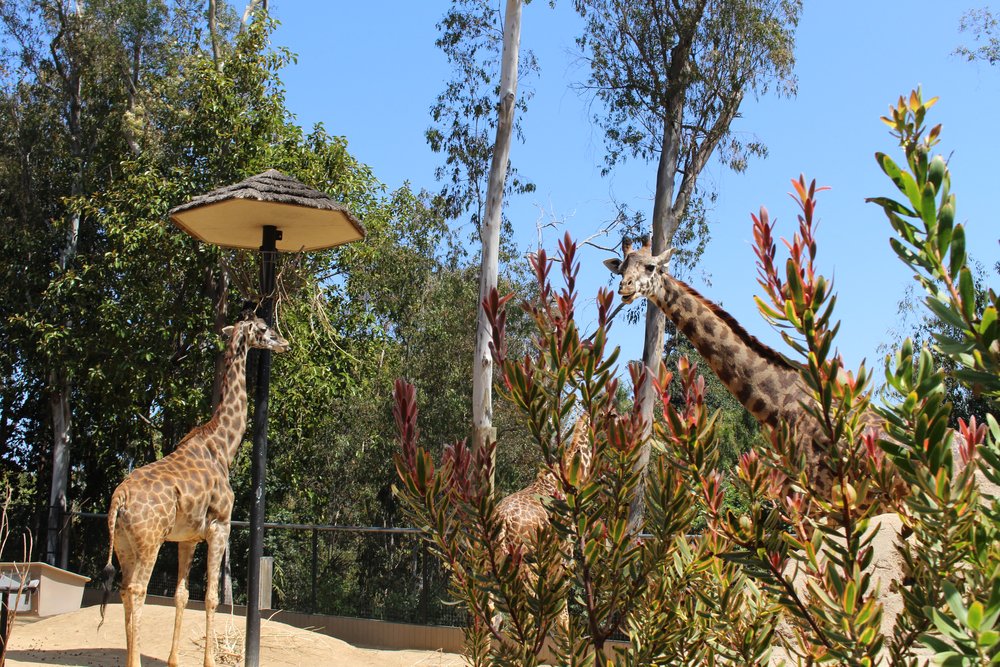 Giraffes 