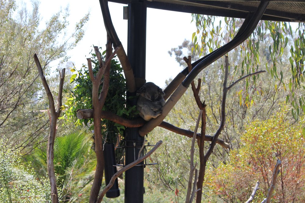  Koalas 