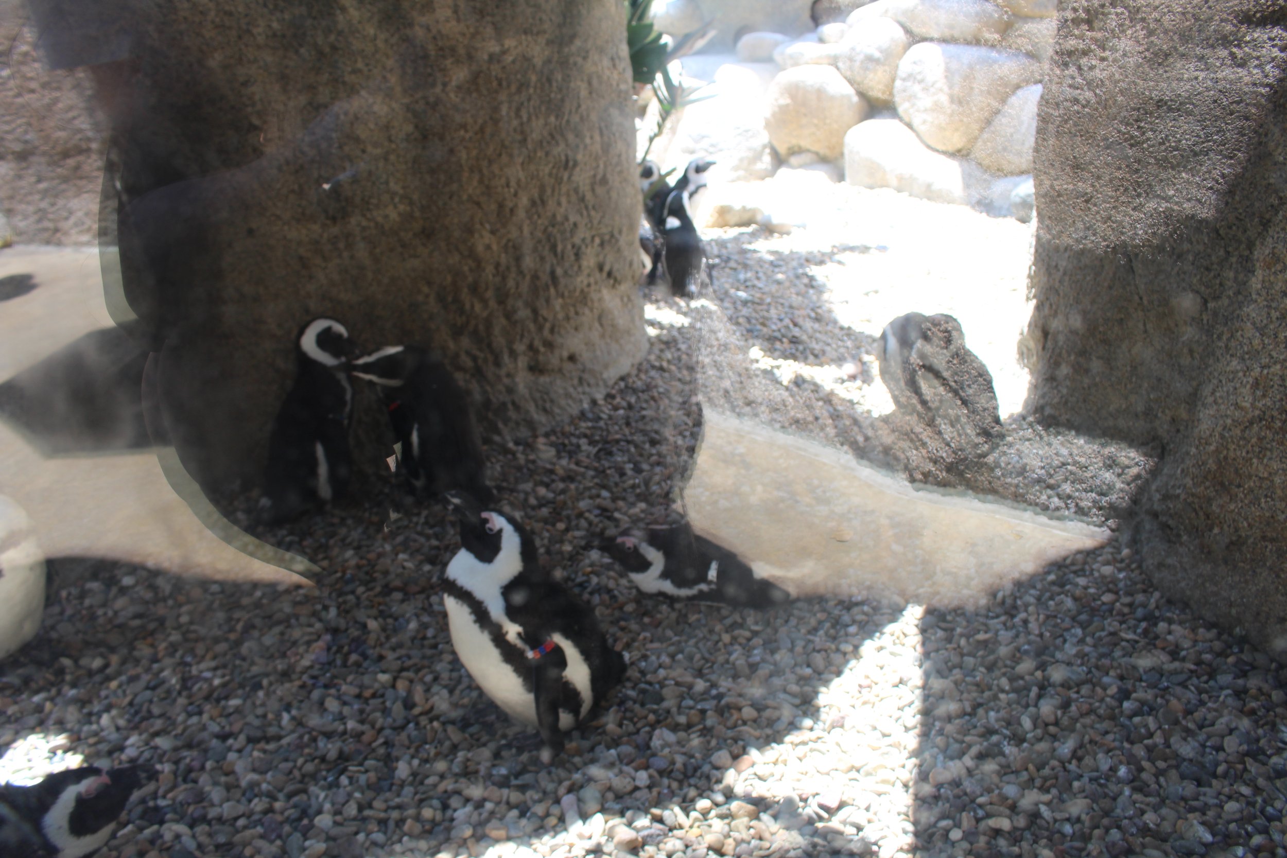  Penguins 