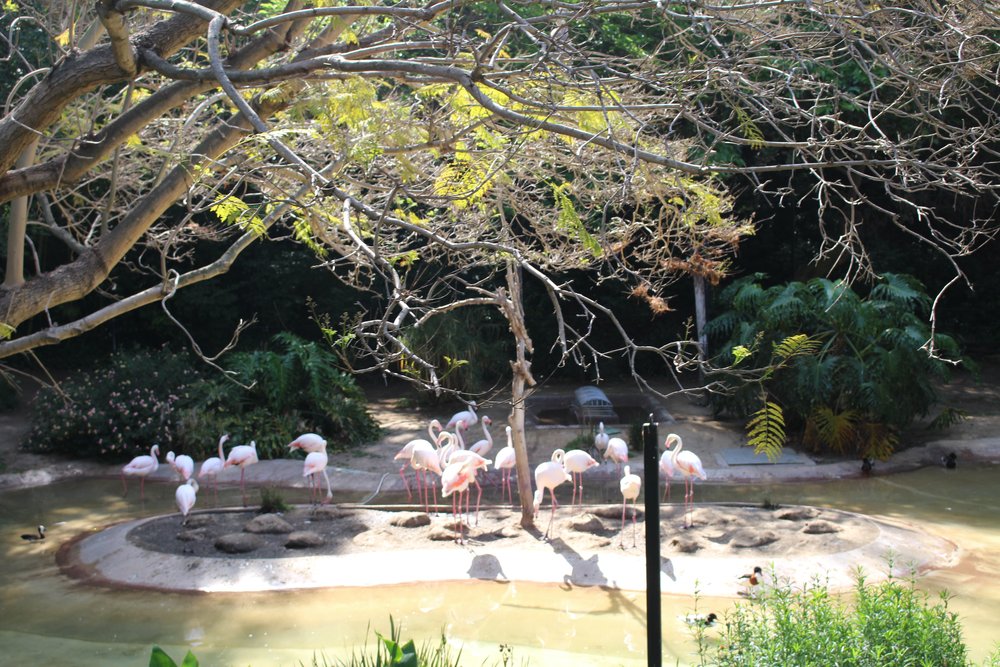  Flamingos 