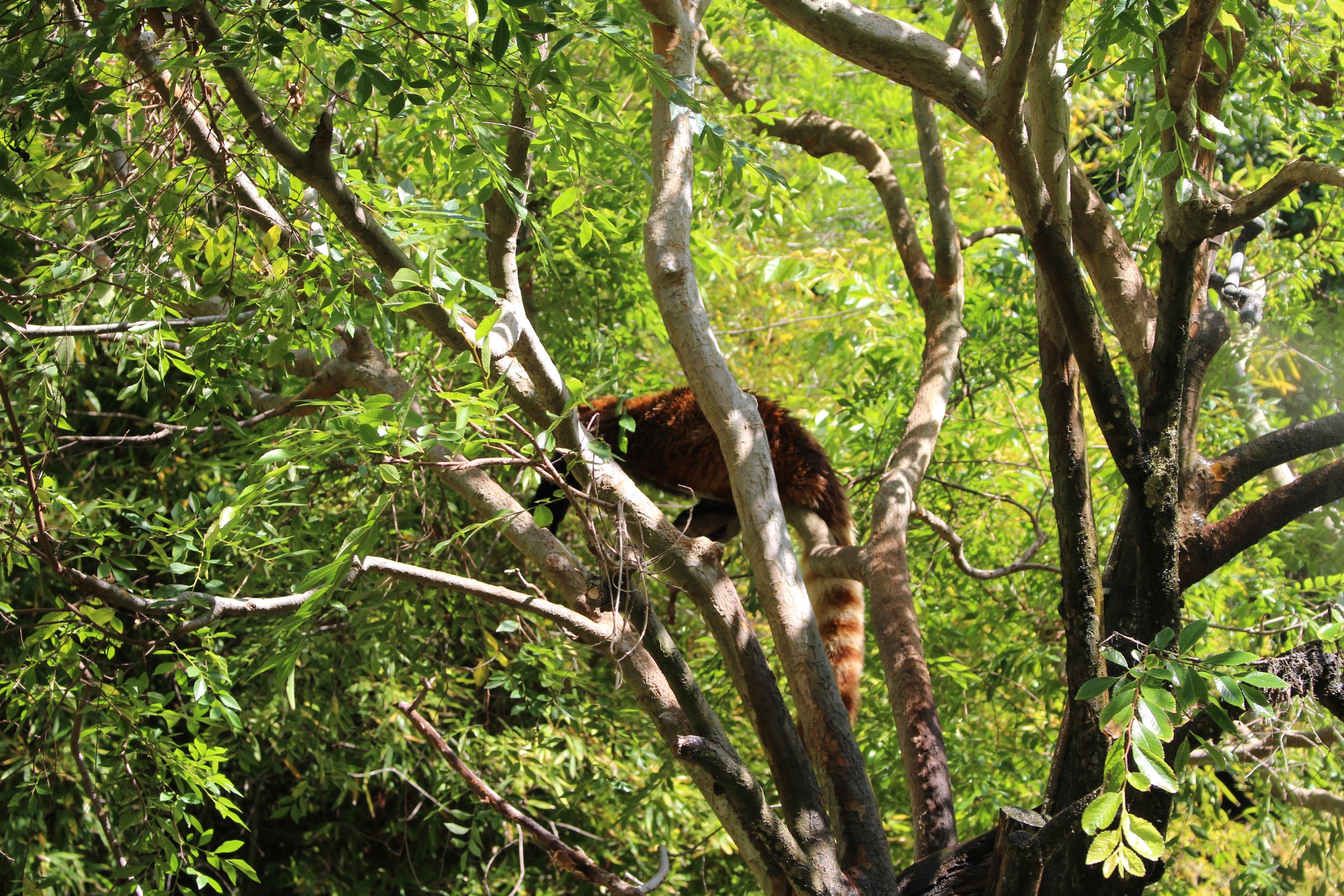  Red panda 