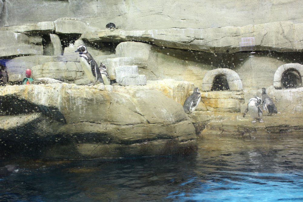  Penguins on the rocks 