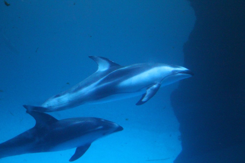 Two dolphins swimming 