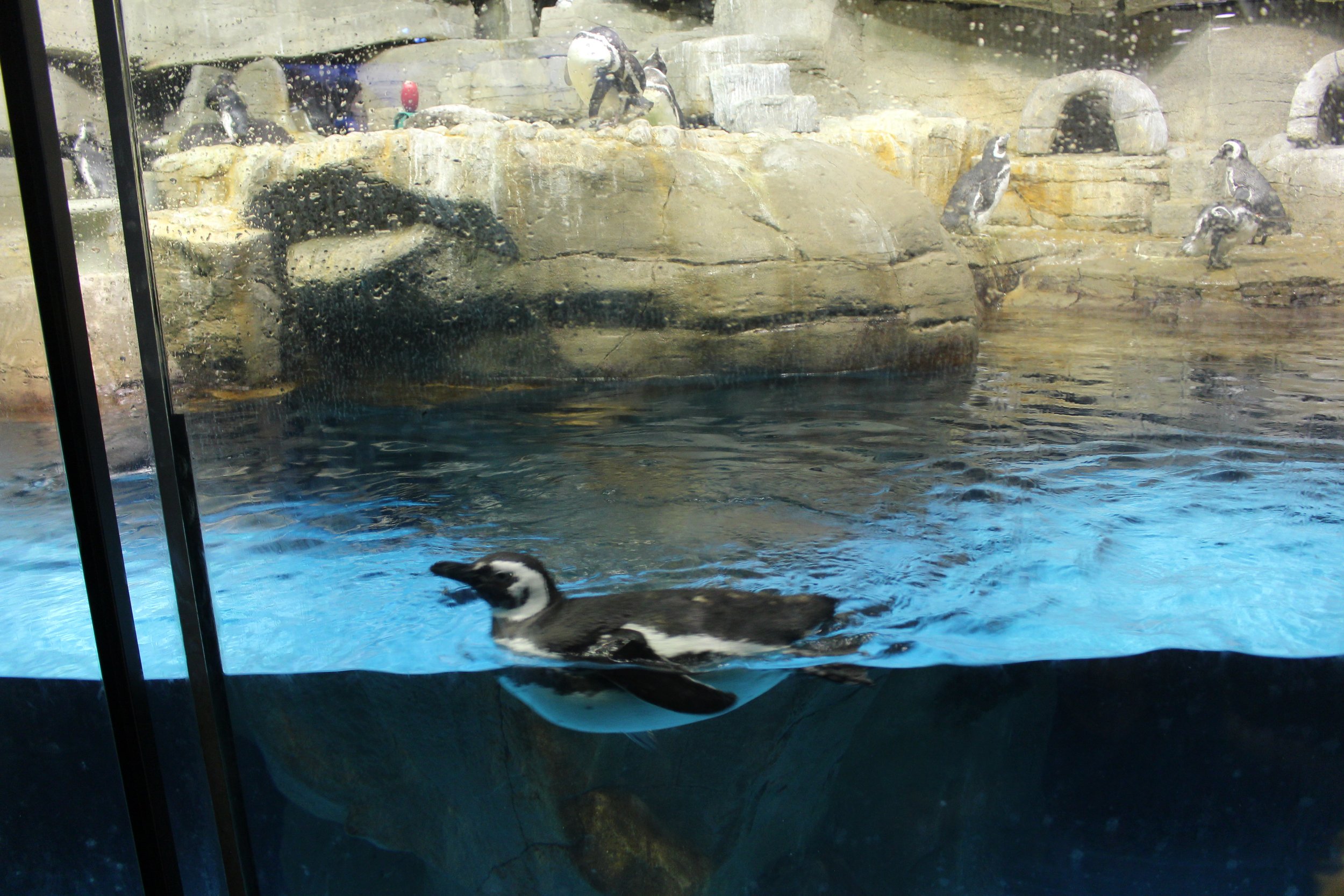  Penguin swimming in the water 