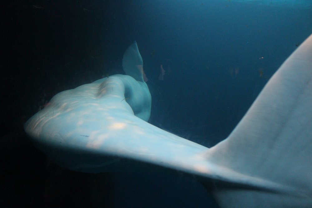  Beluga tail as its swimming by 