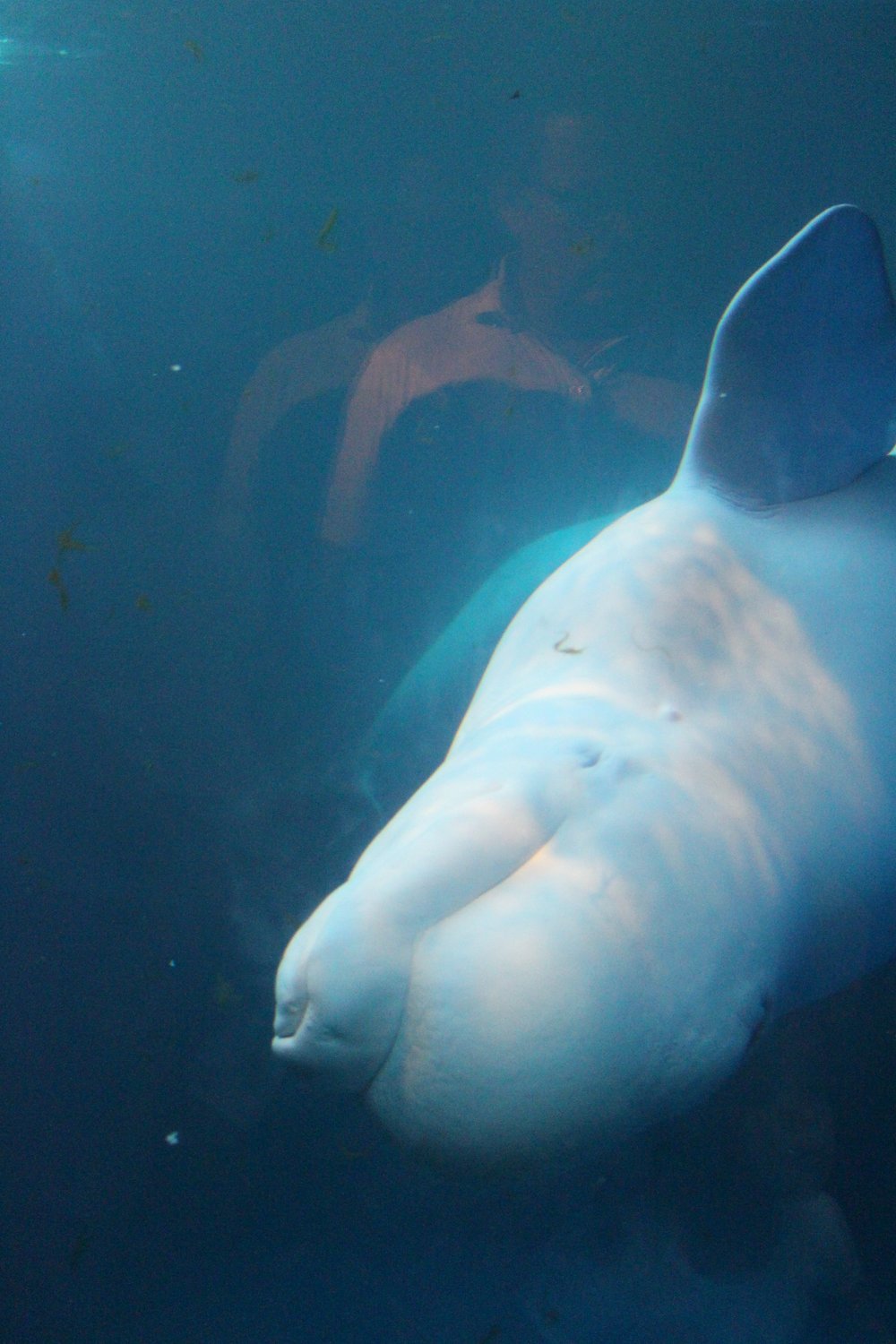  Beluga face as its swimming toward the camera 