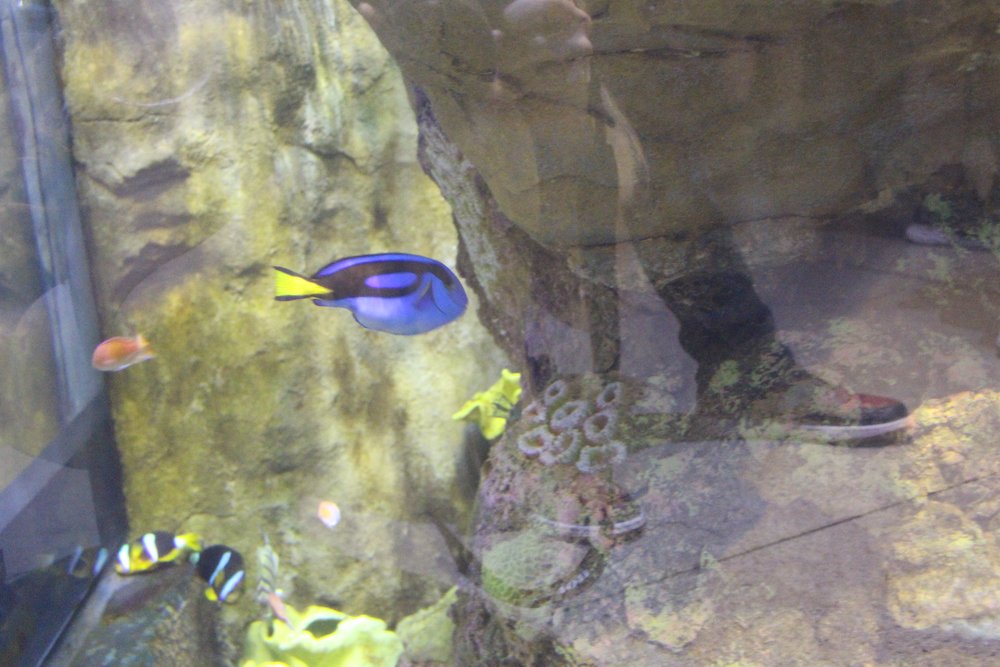  Blue tang fish swimming 