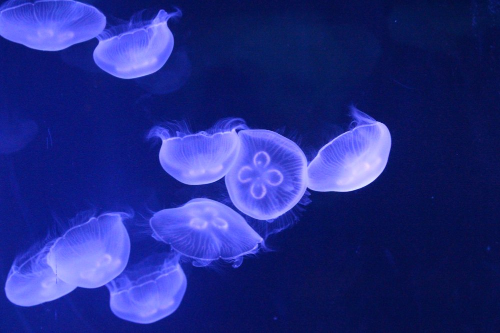  Moon jellies 