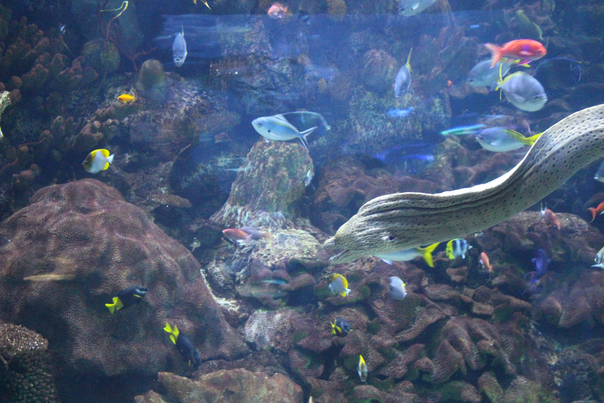  Fish swimming in a tank 