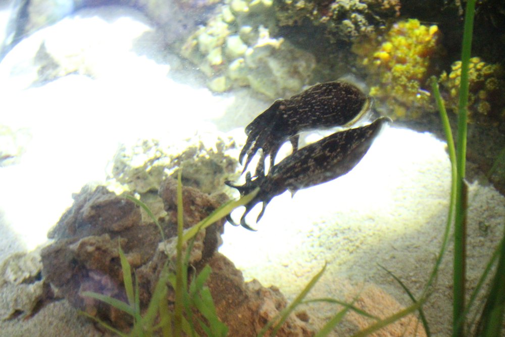  Cuttlefish swimming while holding hands 