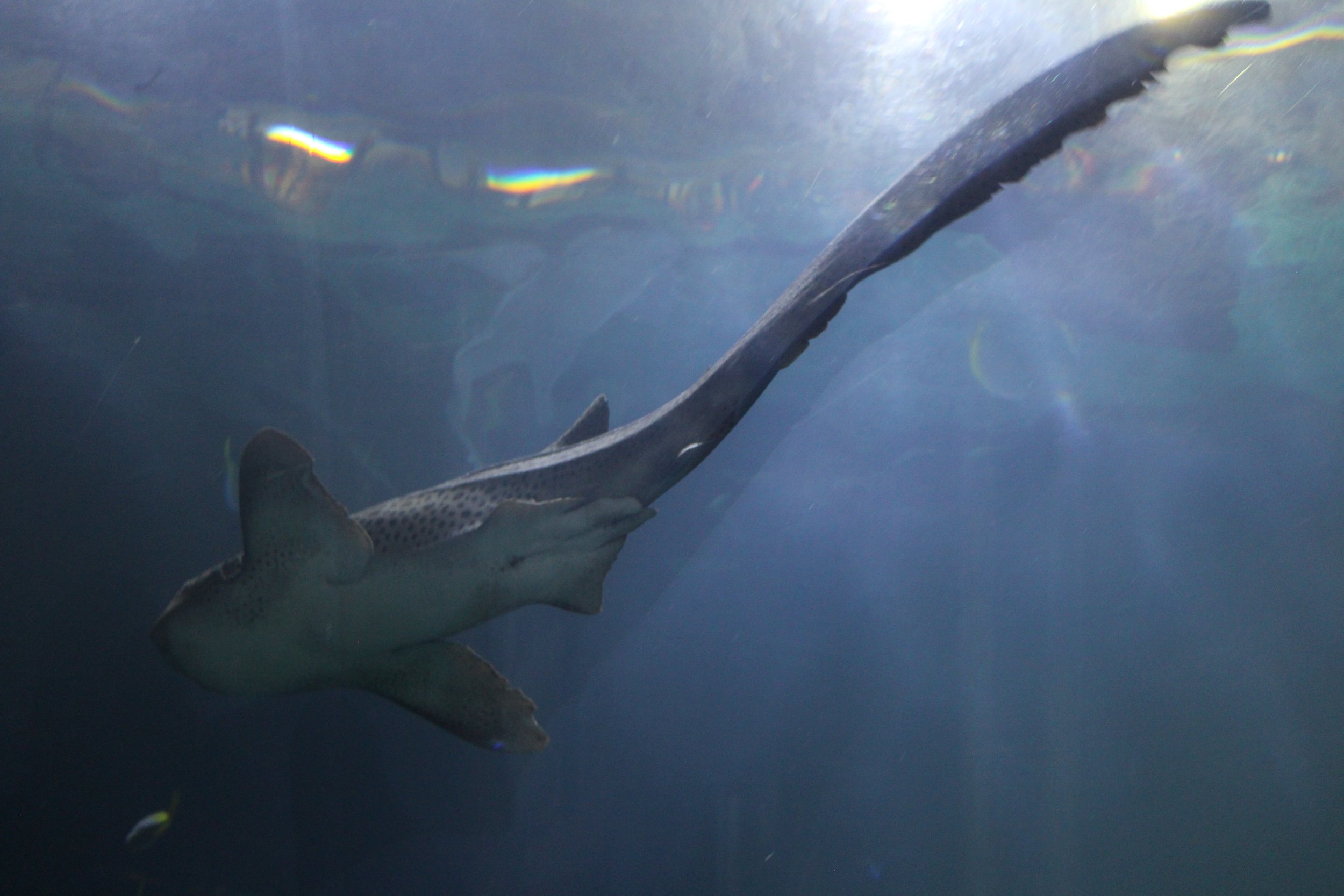  Shark swimming from below 