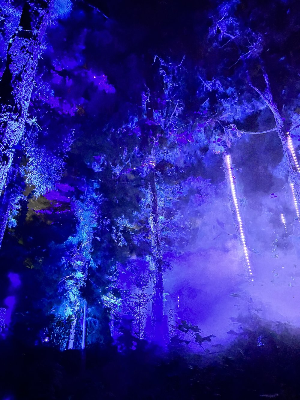  Lights and fog on blue-lit trees 