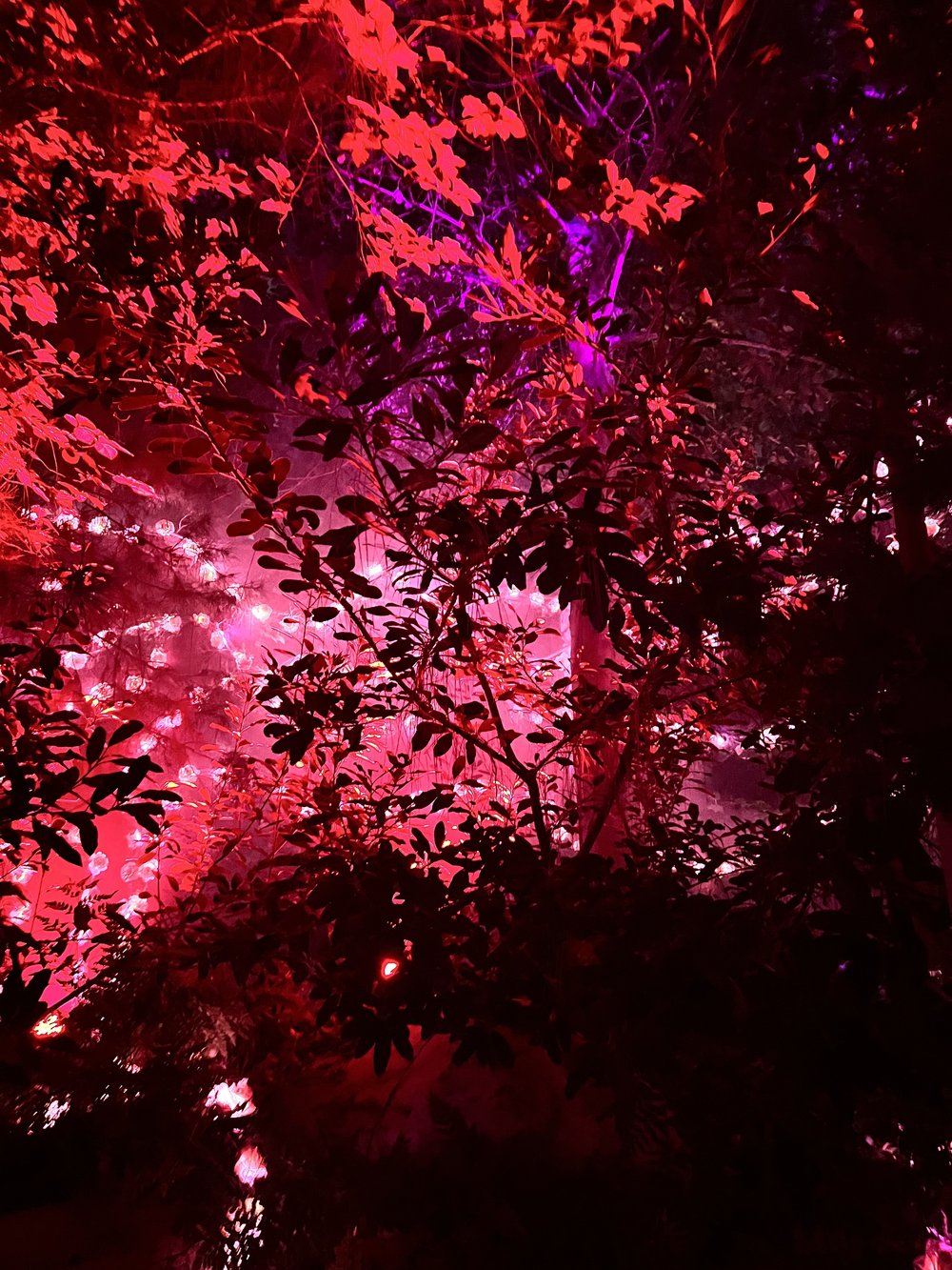  Red colored lights on foliage 