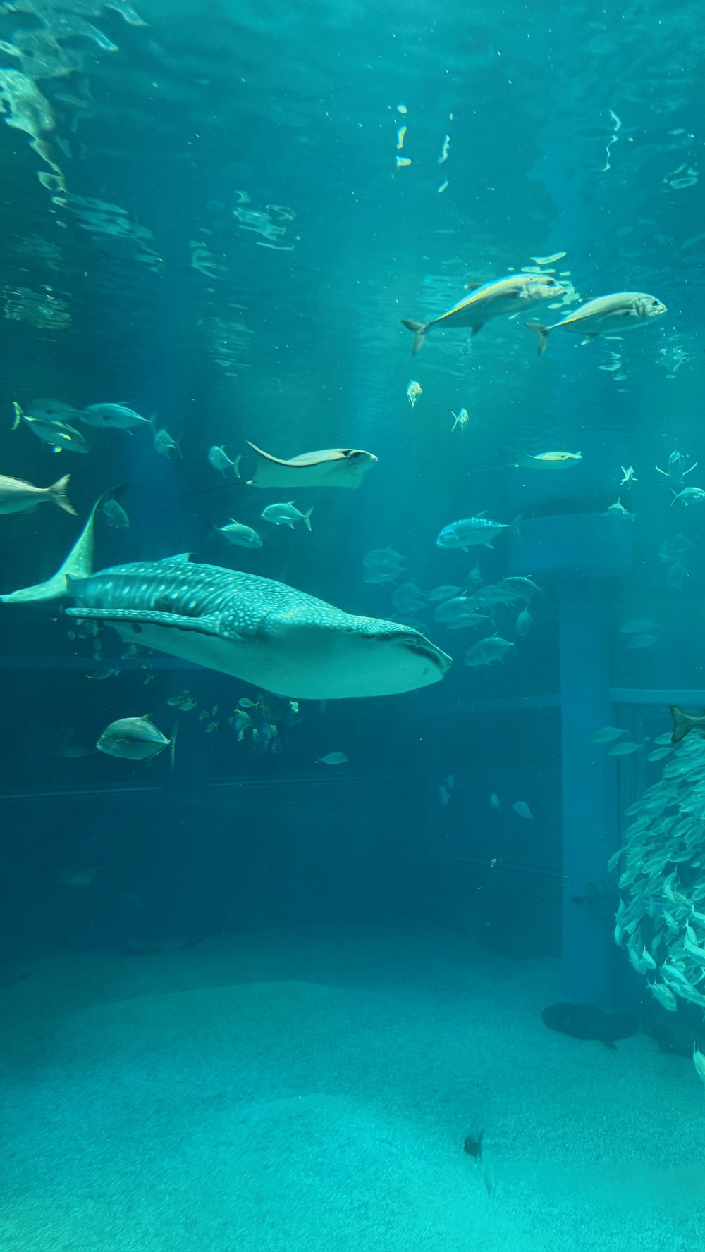  Whale shark swimming with other fish in a giant tank in Osaka Aquarium Kaiyukan 