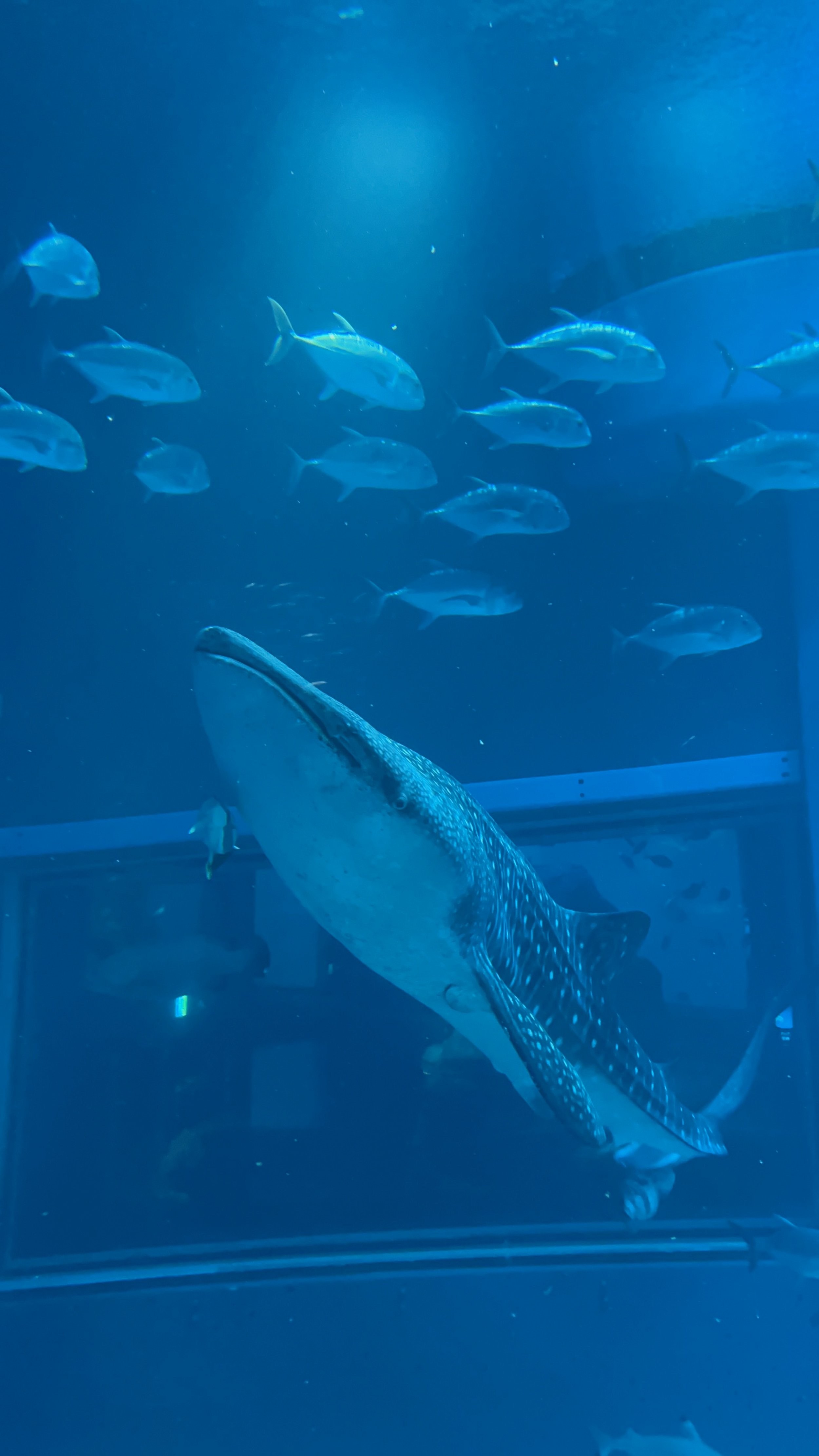  Whale shark swimming with other fish in a giant tank in Osaka Aquarium Kaiyukan 