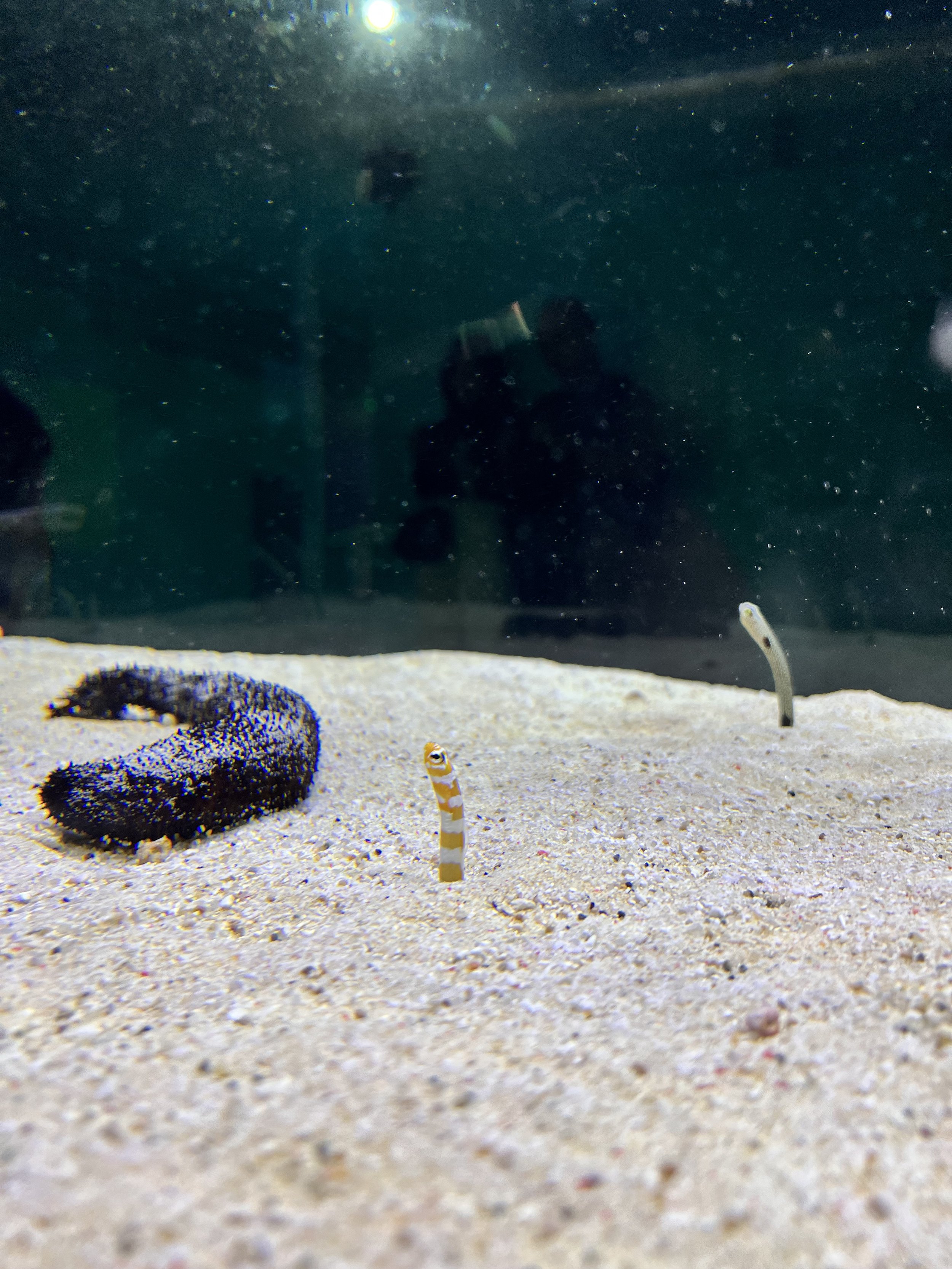  One orange and white striped spotted garden eel with a white and black spotted garden eel in the back 