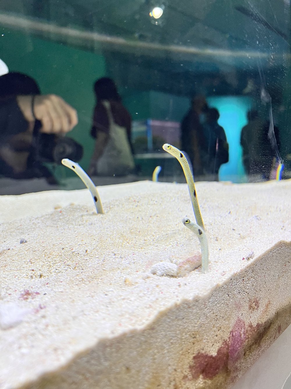  Silver colored spotted garden eels with black spots coming out of the sand 