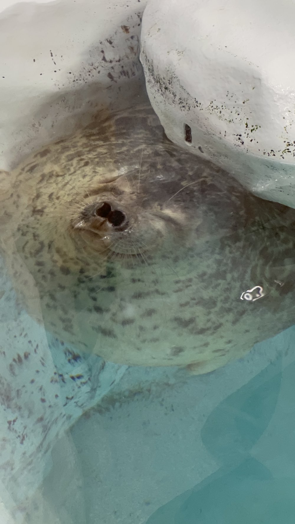  View of a ringed seal breathing while in the water 