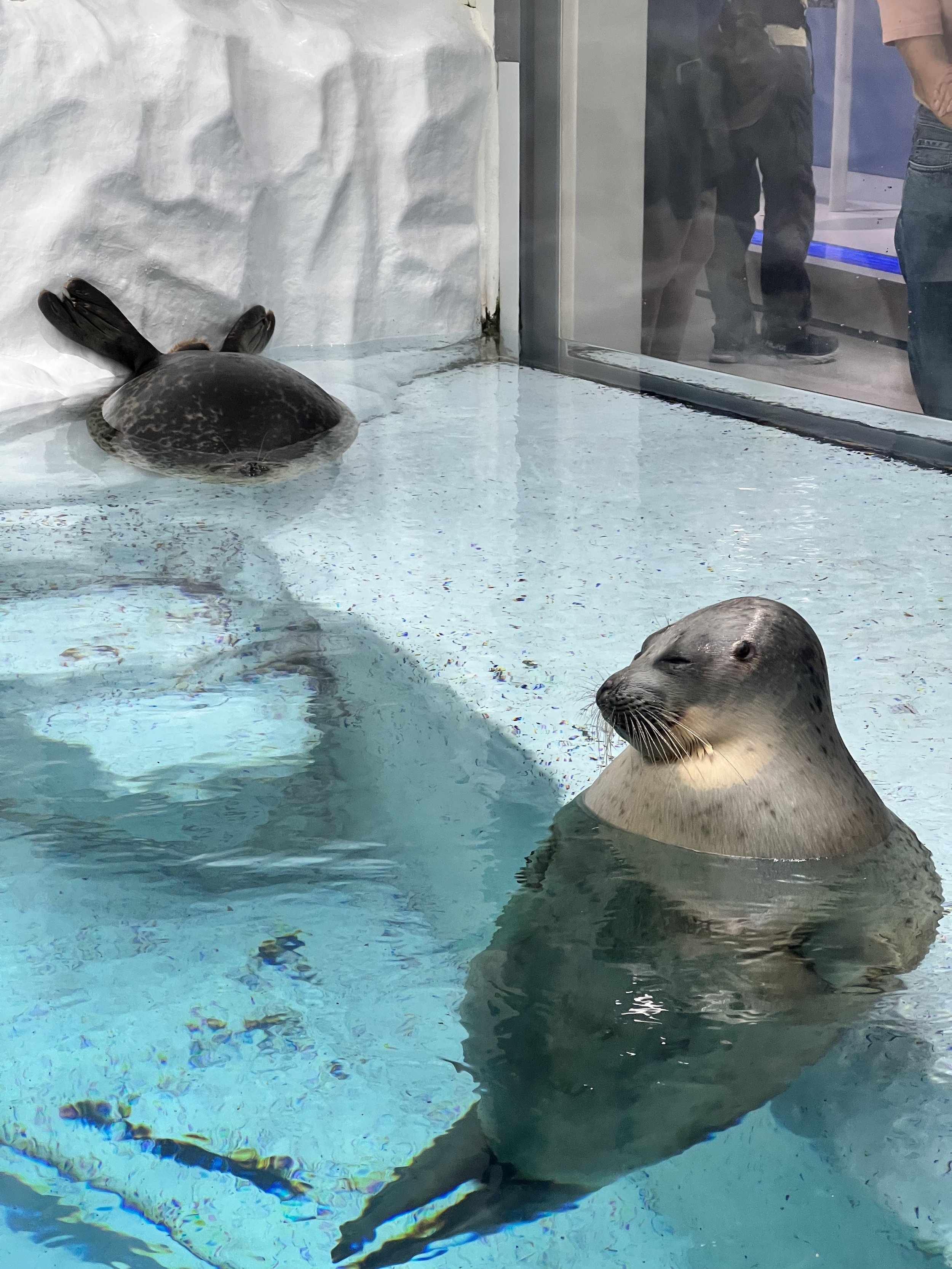  Two ringed seals in an enclosure 