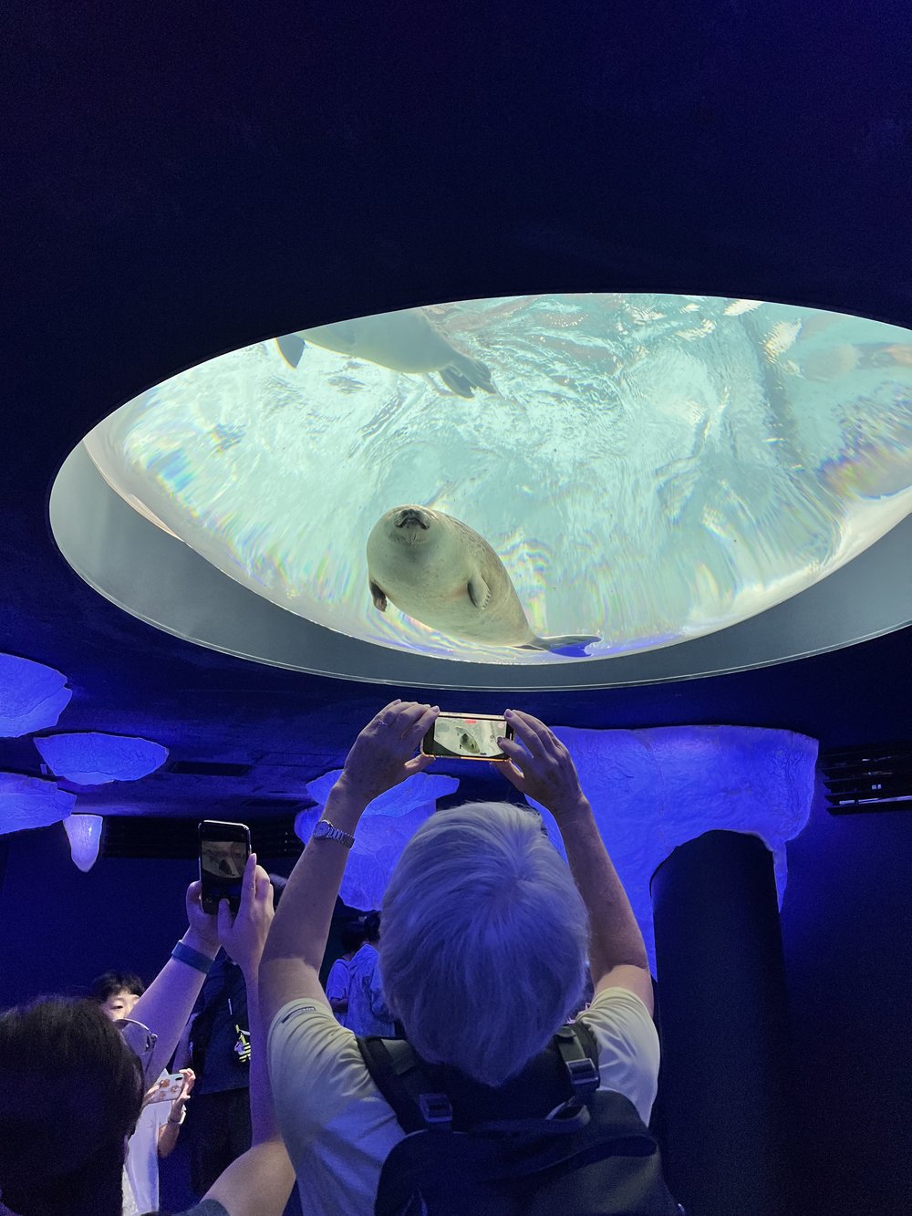  View of ringed seal from the bottom 