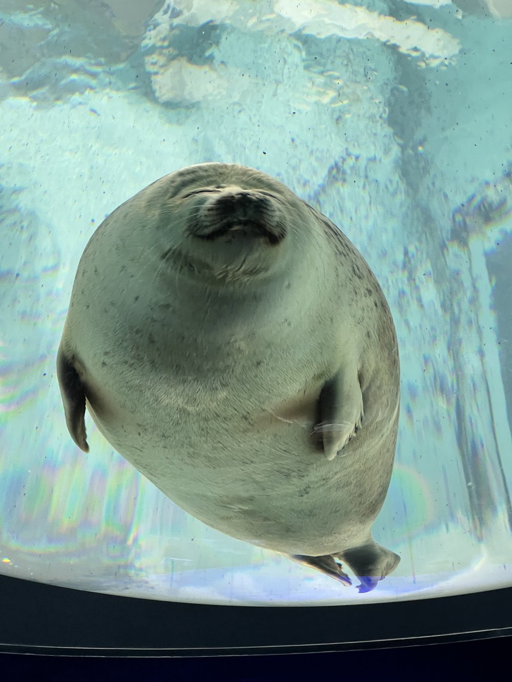  Close up view of smiling ringed seal from below 