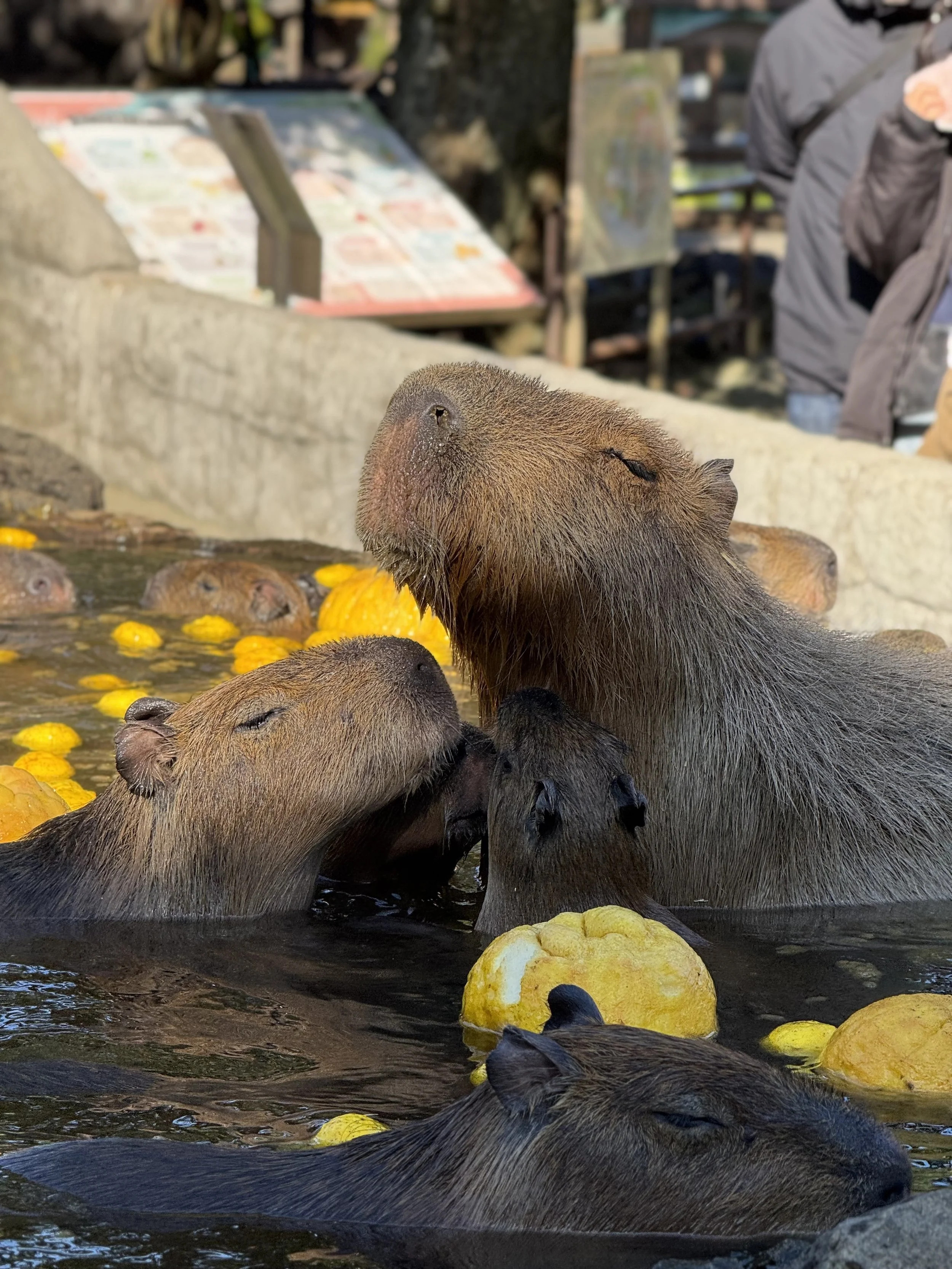 Capybara onsen at izu shaboten zoo