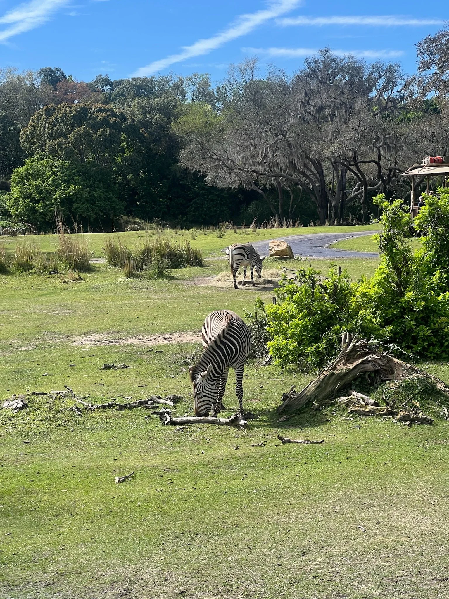  A zebra standing in a field 