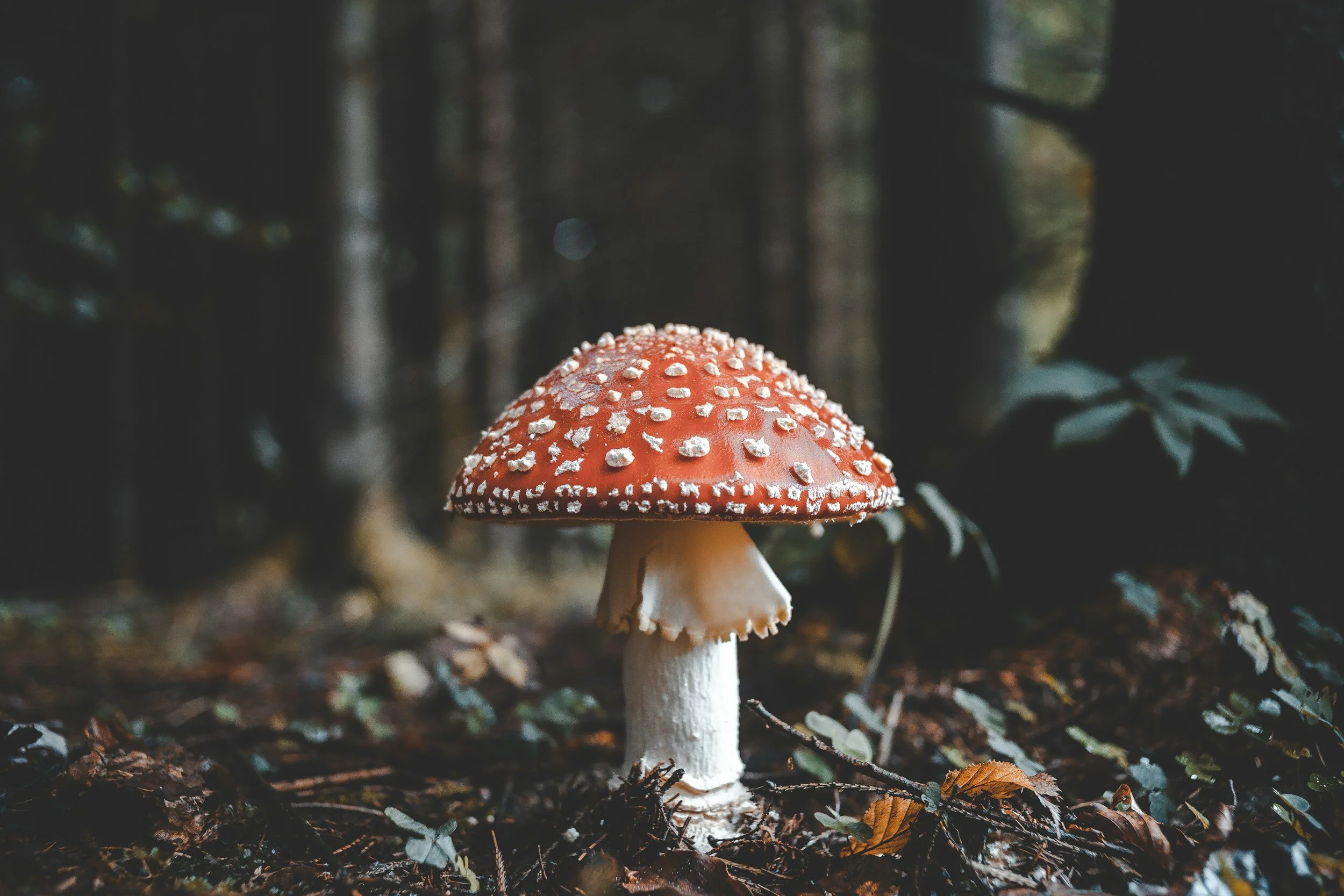 A red mushroom with white spots in a forest.
