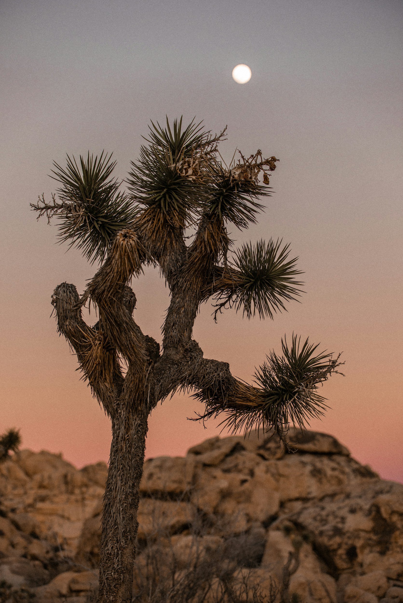 A Joshua tree stands in a desert landscape under a pink and purple sunset sky, with the moon visible above the horizon.