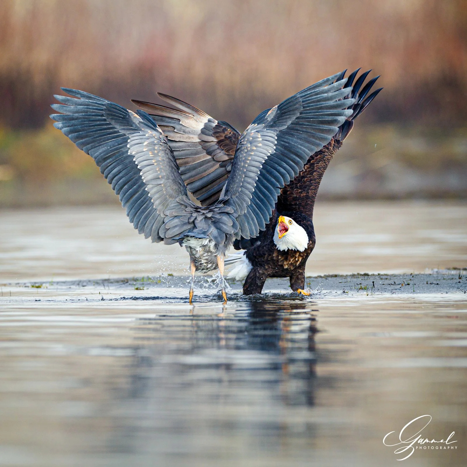 _DX21525-Edit.jpg