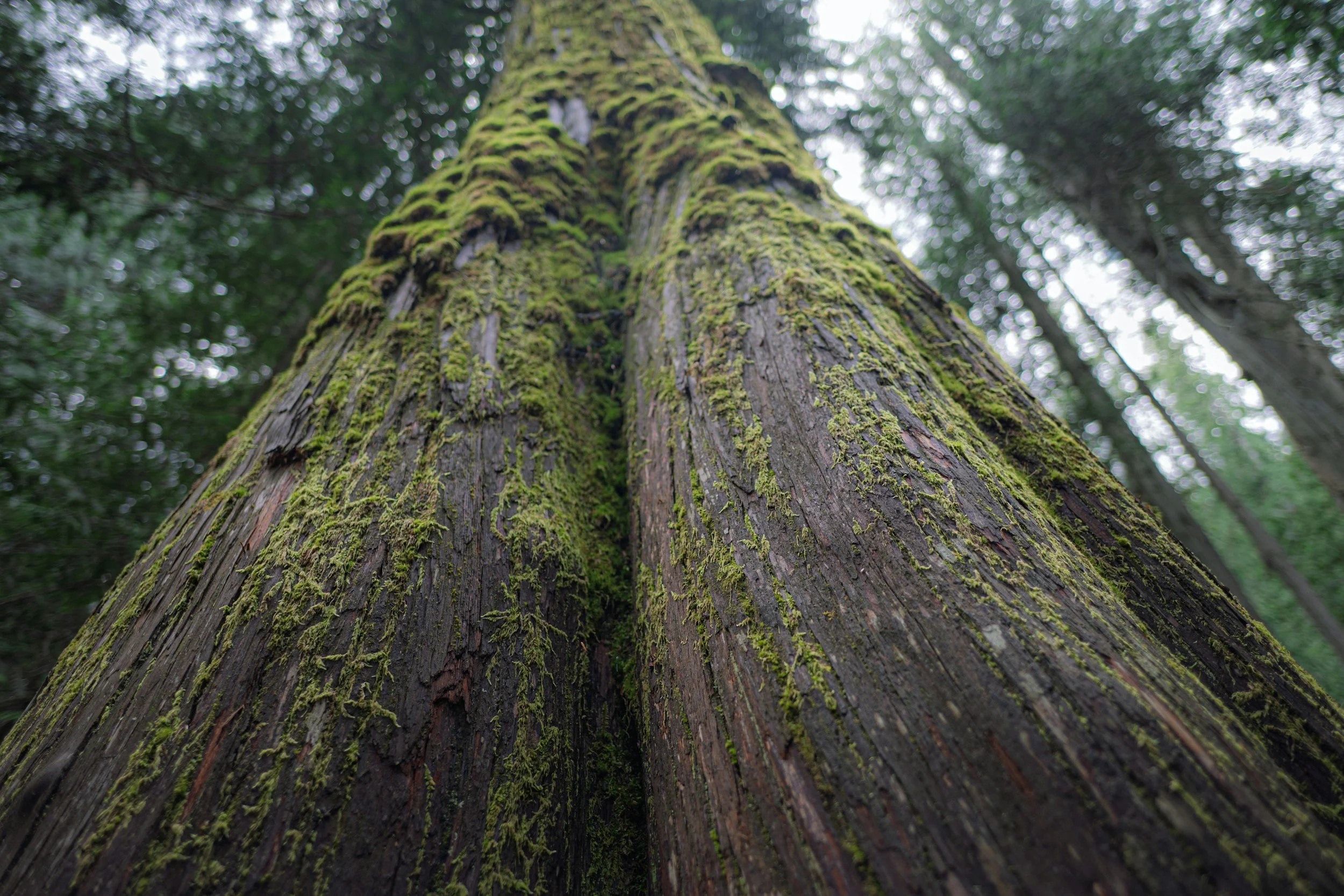 Two mossy tree trunks side by side