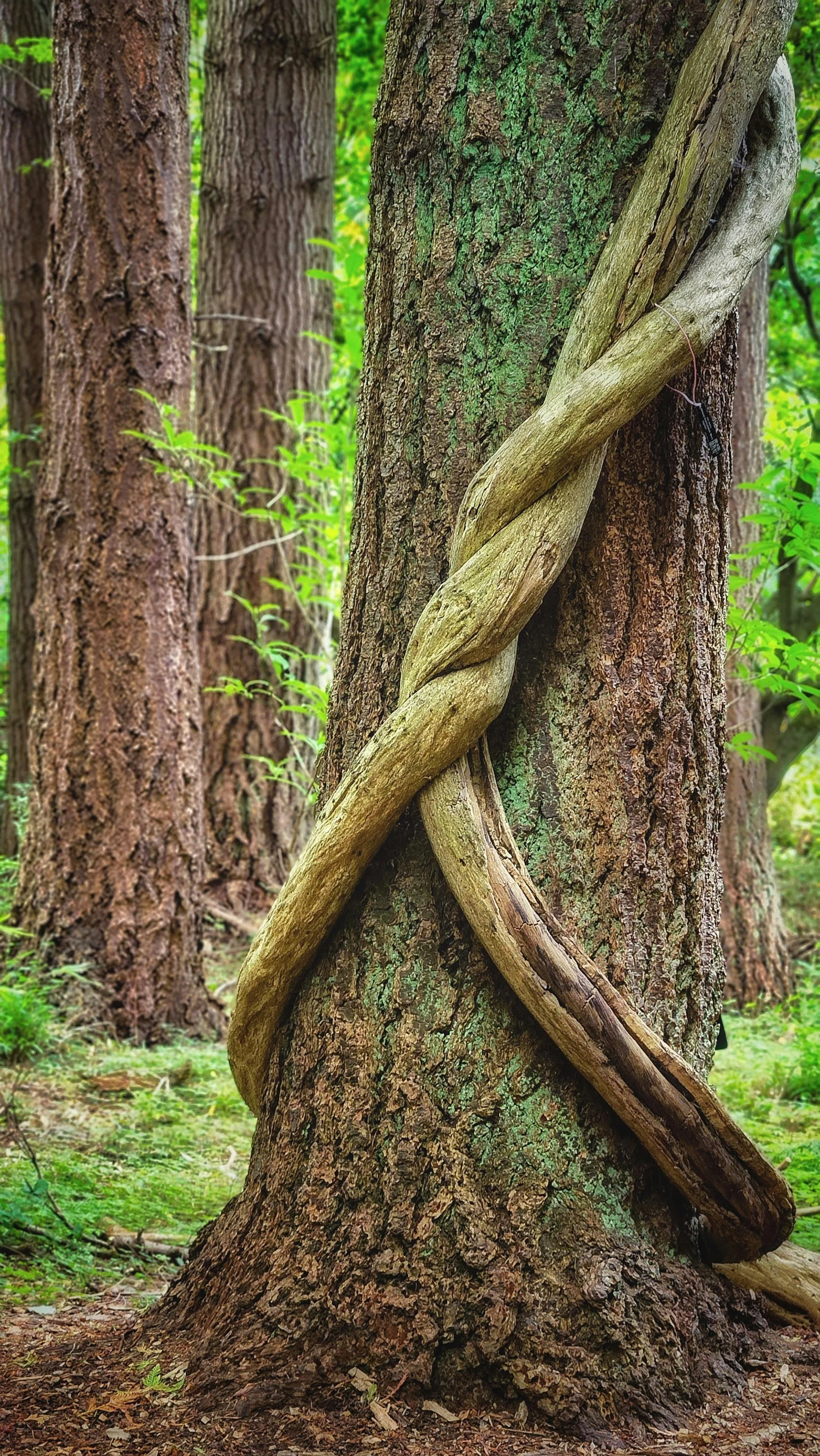 Intertwined vines wrapping around a tree trunk