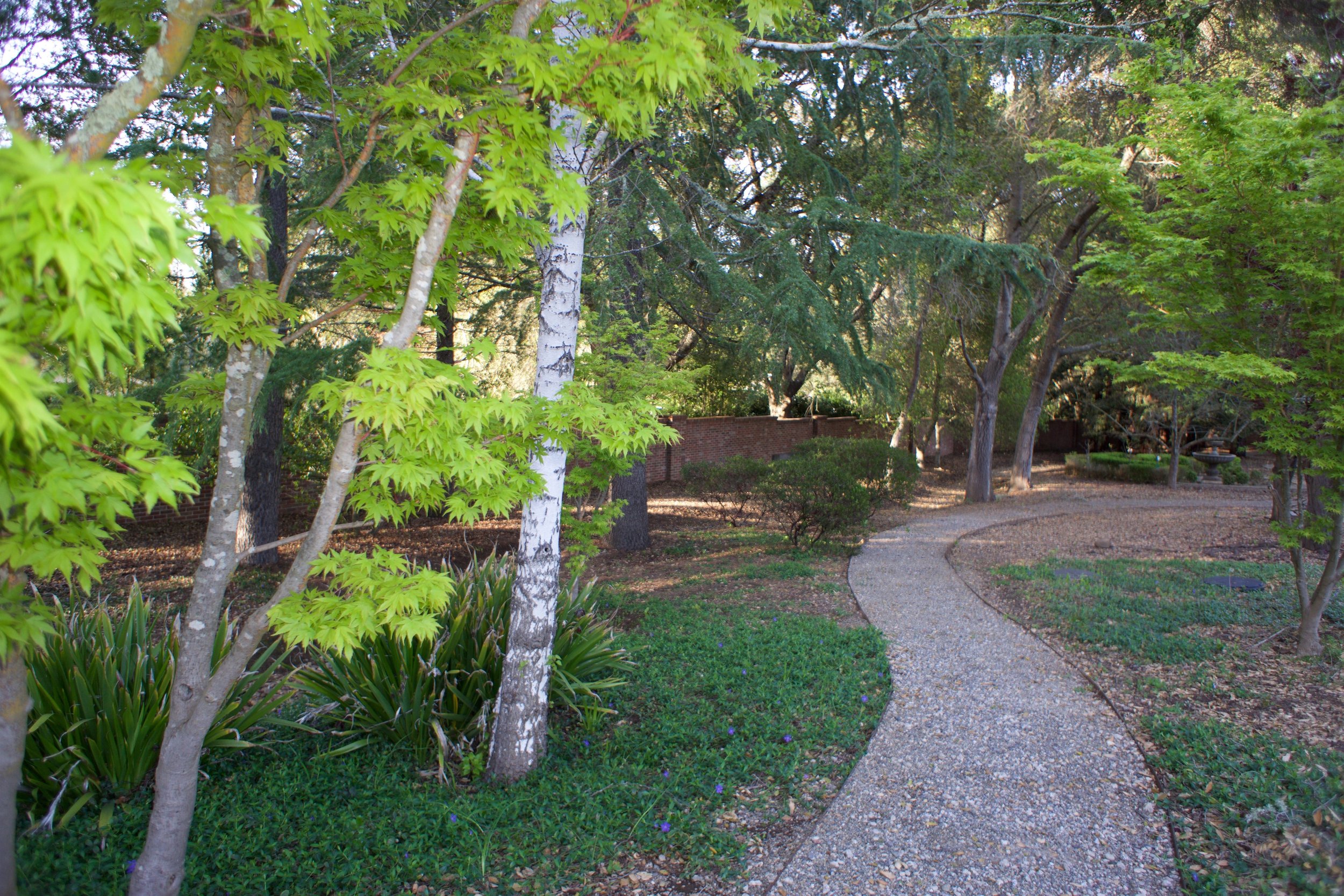 maple-path.jpg