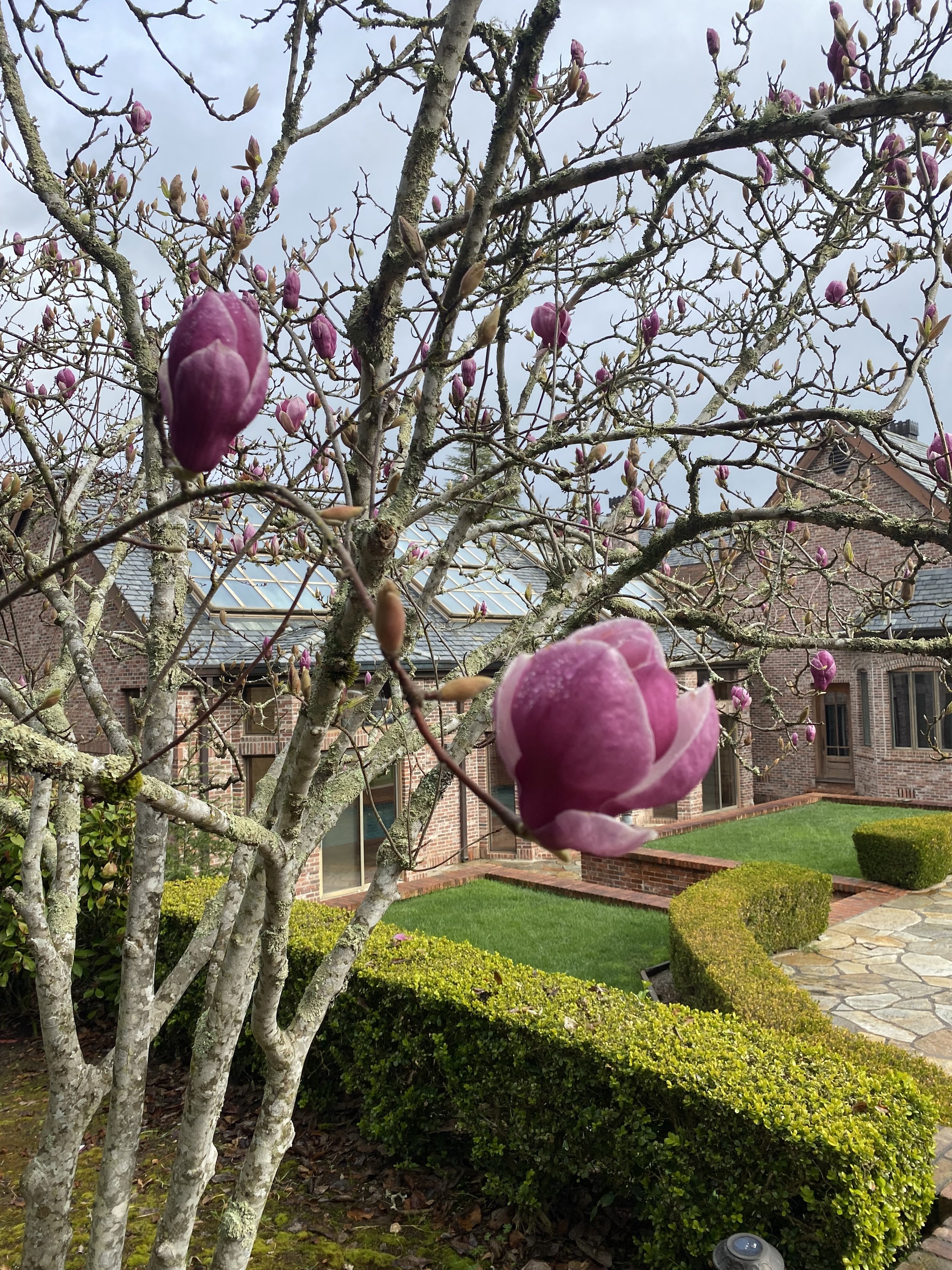 tree-in-bloom.jpg